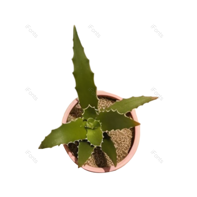 边框图片,纹理元素,现代PNG,摄影免抠素材